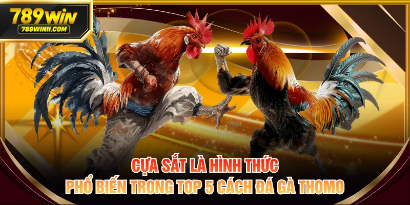 Cựa sắt là hình thức phổ biến trong top 5 cách đá gà Thomo